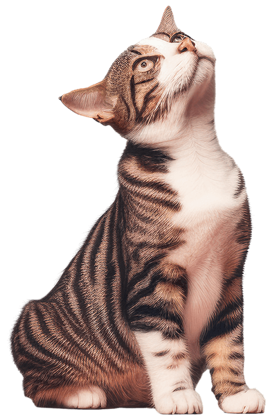 Service Pricing Image