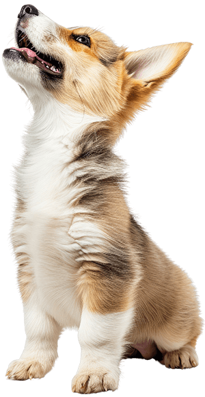 Service Pricing Image